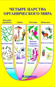 Четыре царства органического мира